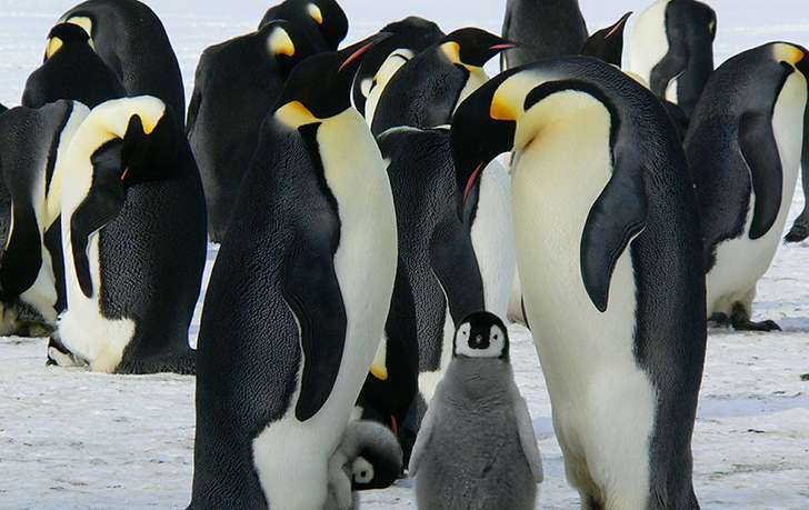 Penguins was 180cm tall 40m years ago