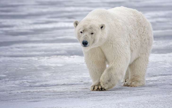 Polar Bear Skin is black